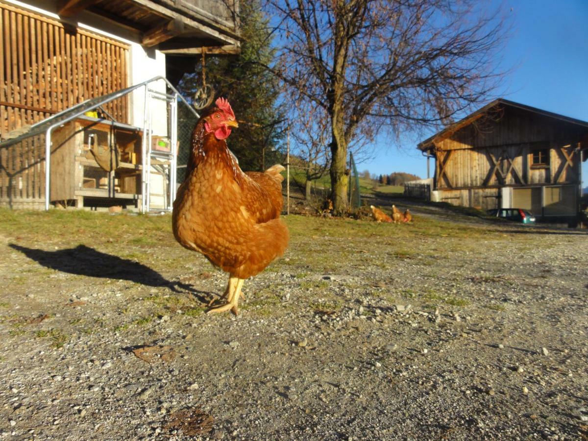 Mair Am Graben Farm * Chalets Теренто Екстериор снимка